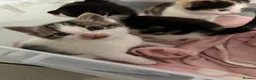 Mixed Breed cats for sale: 5 Adorable Kittens for sale  - Advert 3