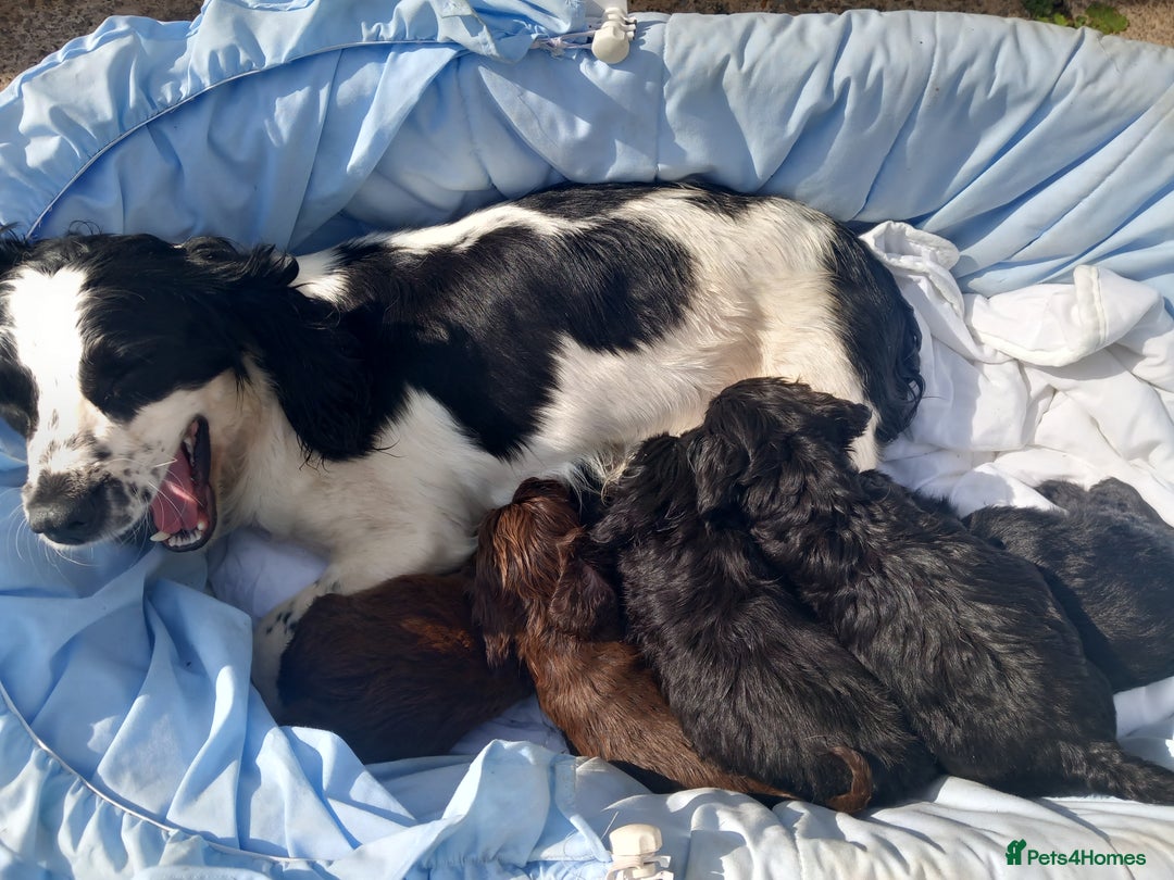 Cocker Spaniel dogs for sale: Cocker spanel  - Image 6