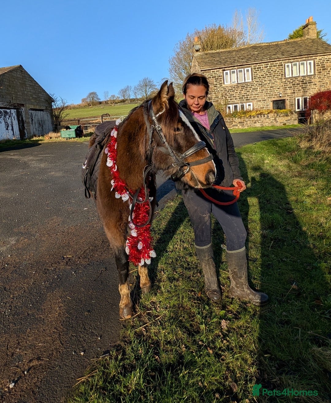 Dales horses for sale: Meg 13hh 3yr bay filly - Advert 1