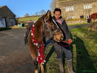 Dales horses Meg 13hh 3yr bay filly - Advert 1