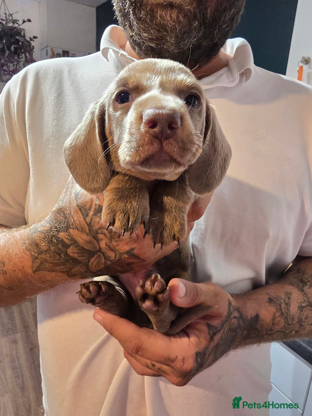 Dachshund dogs for sale: Short and long hair miniature dashund  - Image 20