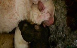 Mixed Breed dogs for sale: Gorgeous cavapoochon puppies - Image 11
