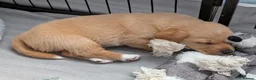 Mixed Breed dogs for sale:  ADORABLE PUPPIES LOOKING FOR THEIR FOREVER HOMES - Advert 4