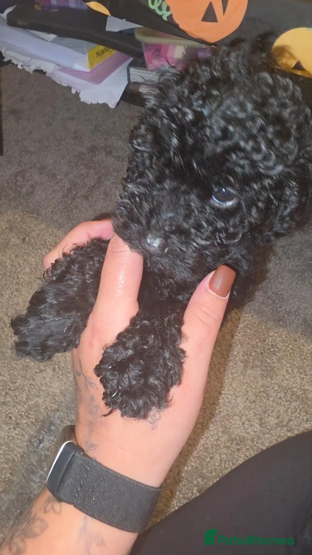 Toy Poodle dogs for sale: Pure black toy poodle  - Advert 8
