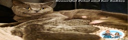 British Shorthair cats for sale: 4 beautiful British short hairs available  - Advert 2