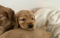 Cocker Spaniel dogs for sale: Cocker spaniel puppies - Image 7