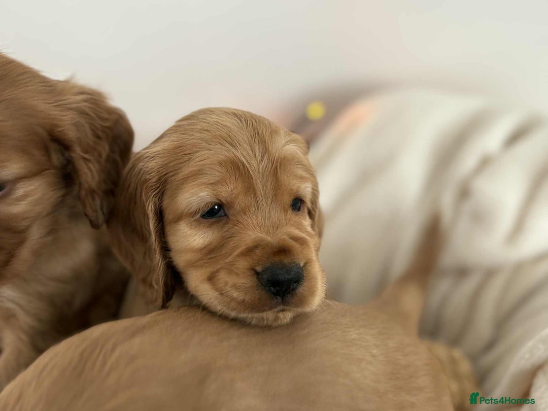 Cocker Spaniel dogs for sale: Cocker spaniel puppies - Image 7