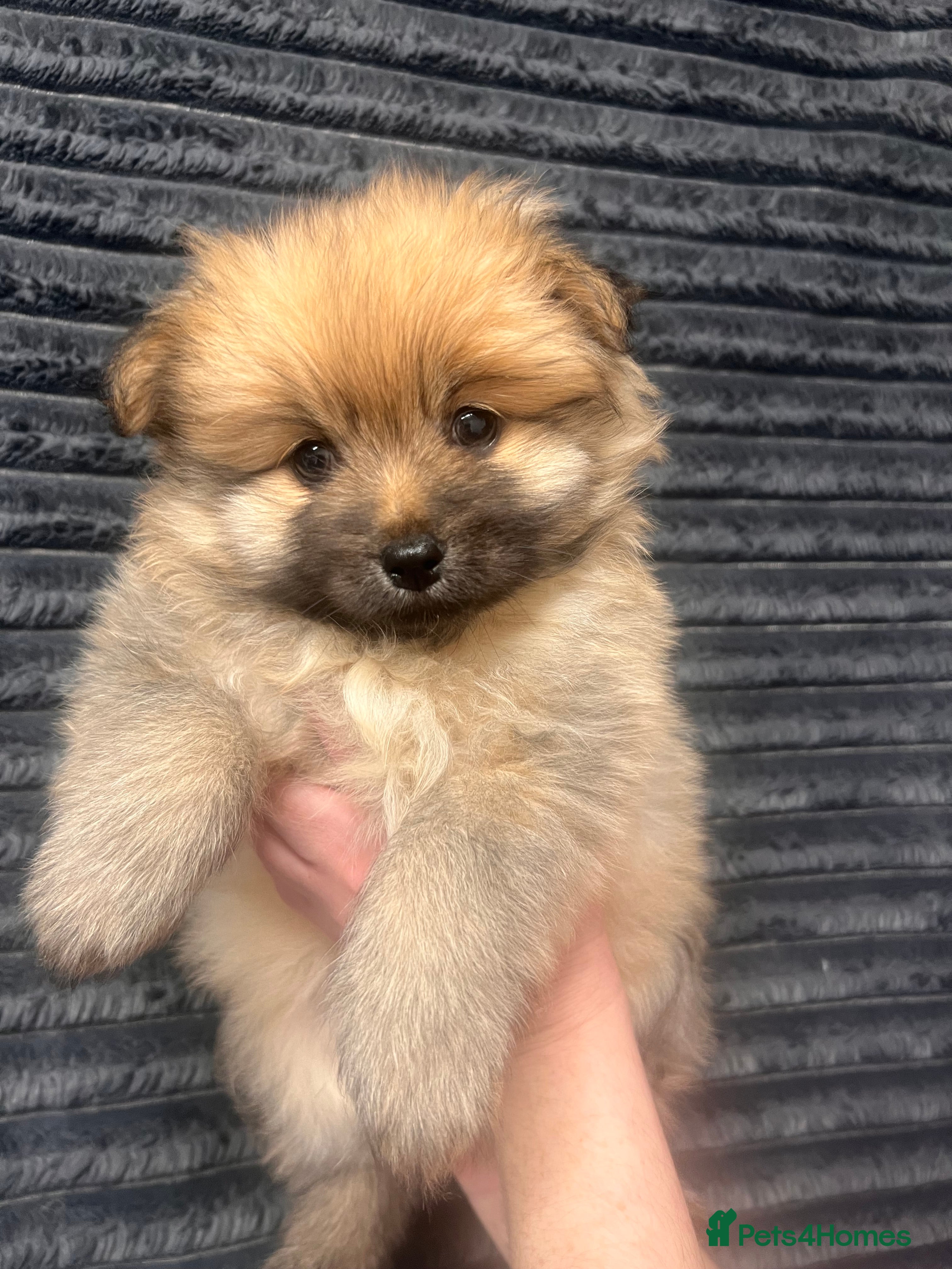 Pomeranian dogs READY FRIDAY Pomeranian Puppies - Advert 10