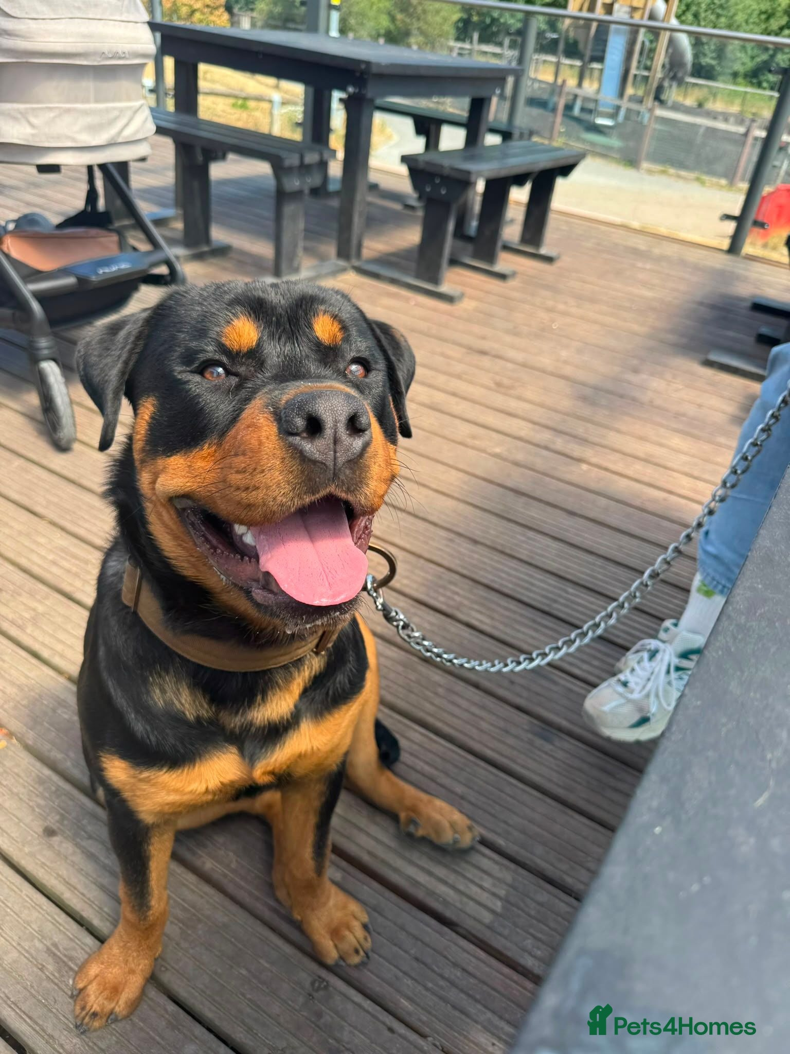 Rottweiler dogs 8mnth old Rottweiler  - Advert 1