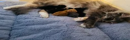 Mixed Breed cats for sale: 6 lovely kittens  - Advert 6