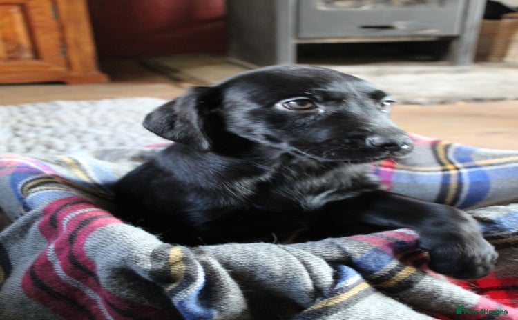 Labrador Retriever dogs - Advert 1
