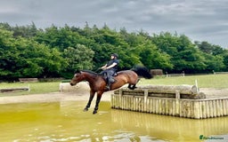 Irish Sports horses for sale: UNCOMPLICATED happy hacker / seasoned hunter  - Image 4