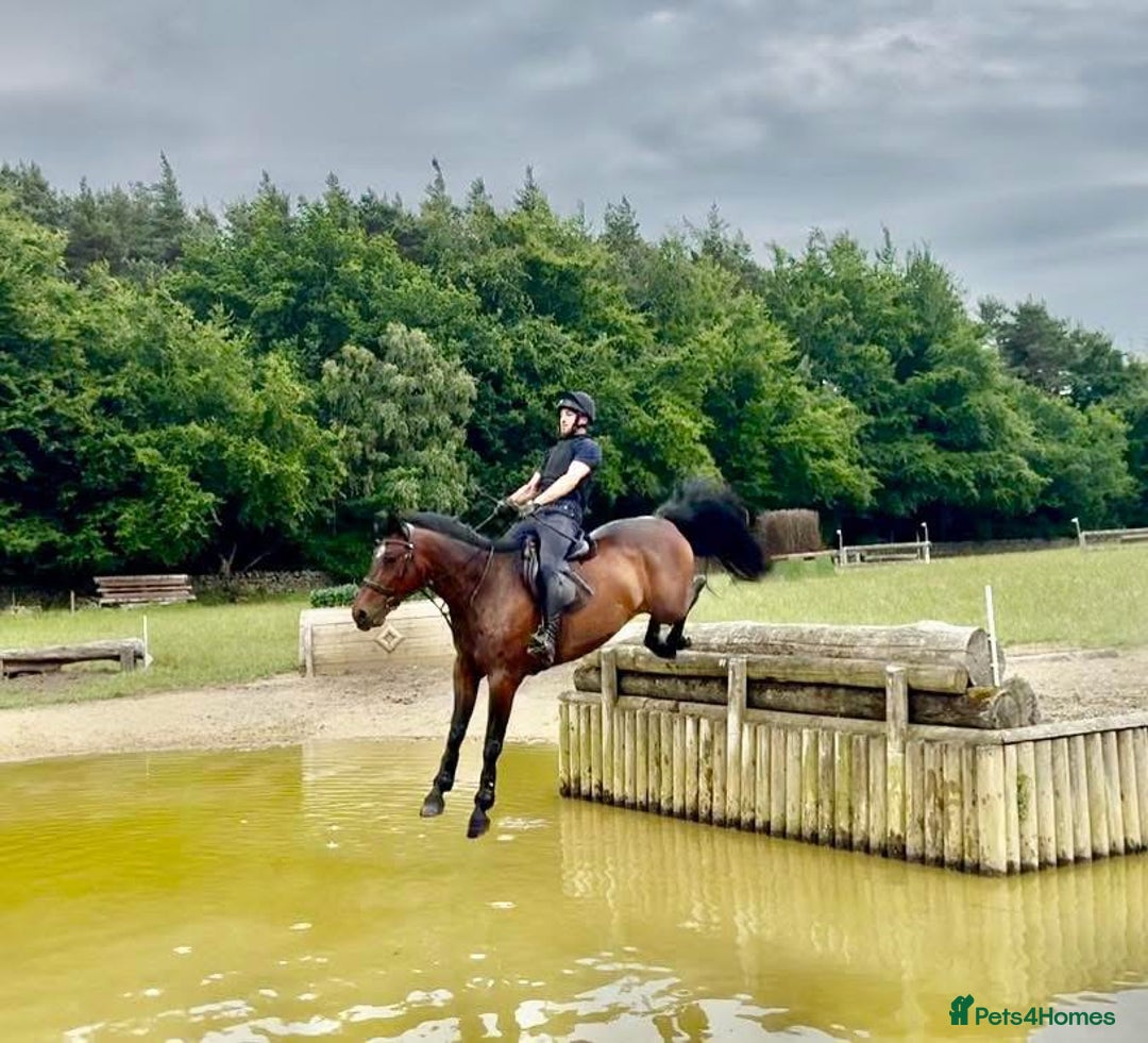 Irish Sports horses for sale: UNCOMPLICATED happy hacker / seasoned hunter  - Image 4