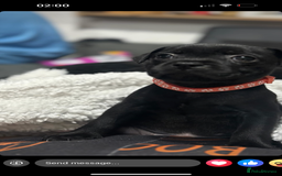 Staffordshire Bull Terrier dogs for sale: Staffys Puppies   25+ Champions ( Show Quality ) - Advert 4