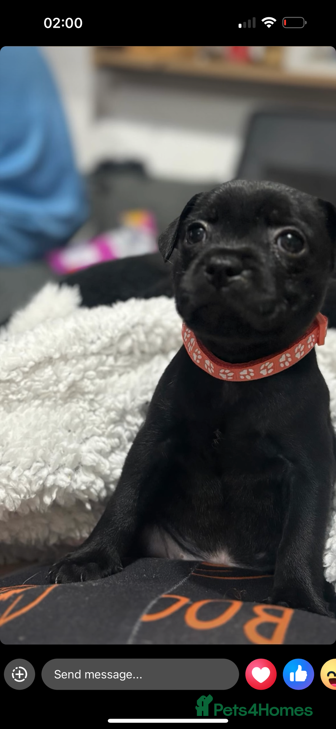 Staffordshire Bull Terrier dogs for sale: Staffys Puppies   25+ Champions ( Show Quality ) - Advert 4