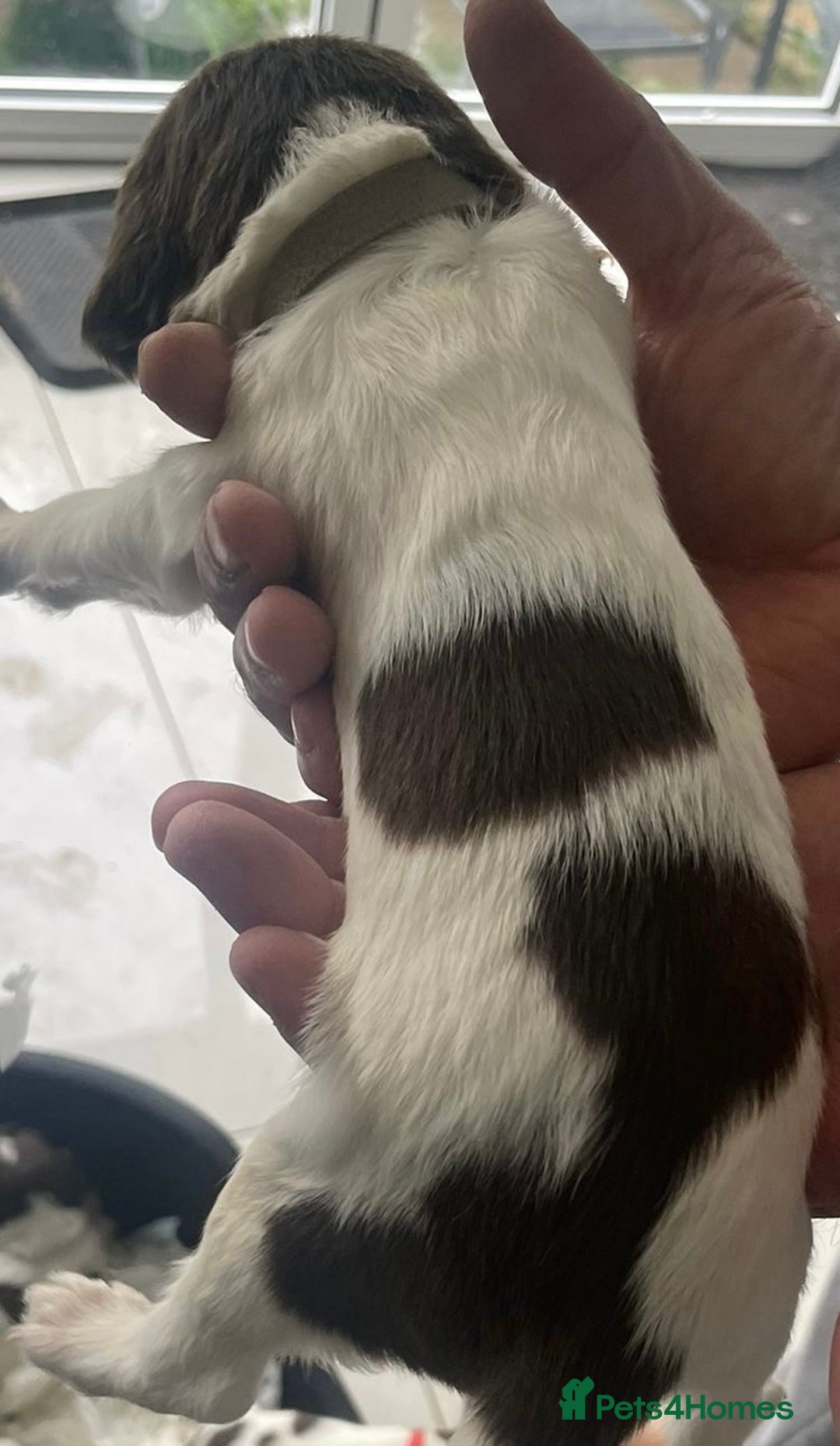 English Springer Spaniel dogs for sale: Beautiful Springer Spaniel working line - Advert 15