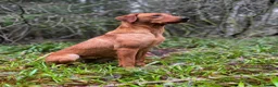 Labrador Retriever dogs for sale: Waiting list open - dark reds - health tested - Advert 4