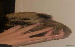 Yorkshire Terrier dogs for sale: Golden Yorkshire Terrier girl - Image 2