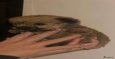 Yorkshire Terrier dogs - Advert 1