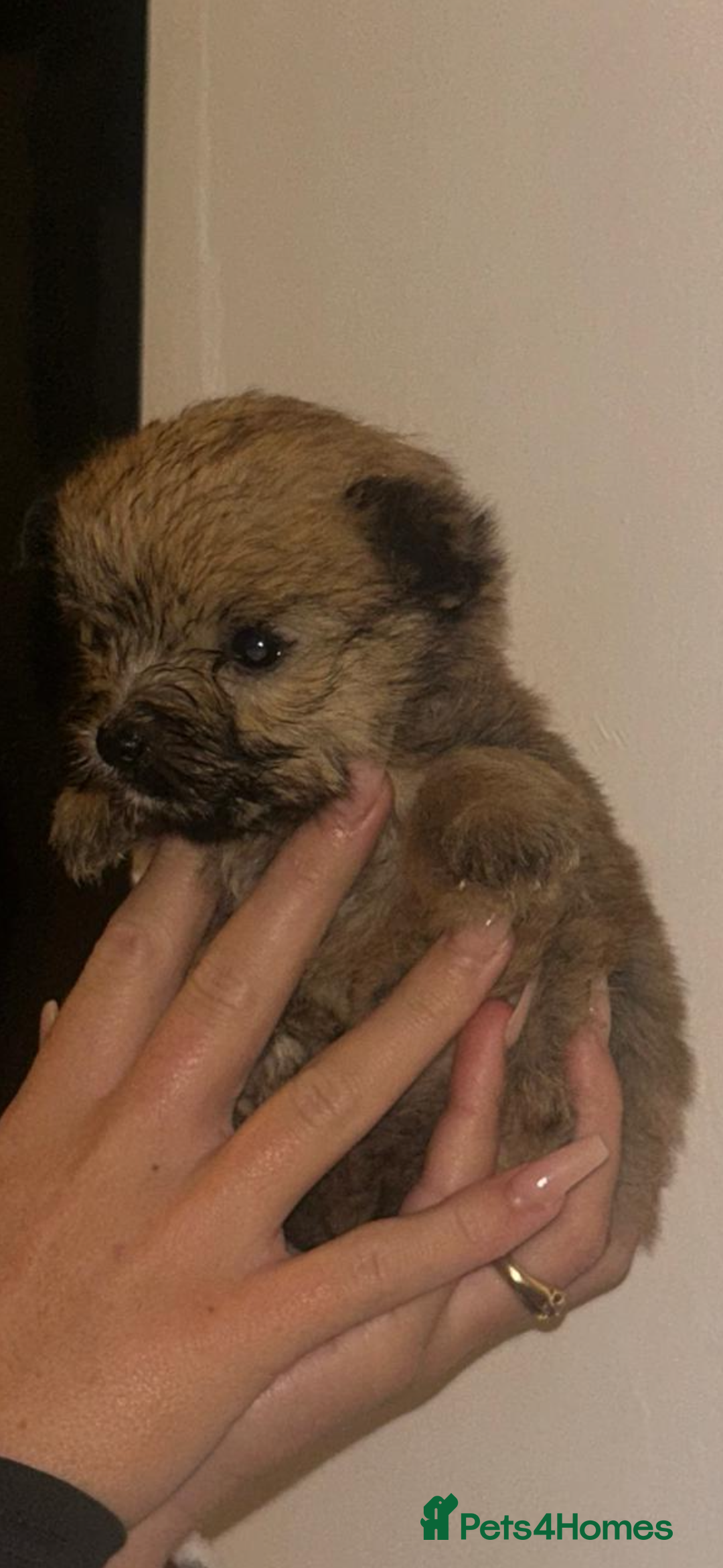 Yorkshire Terrier dogs for sale: Golden Yorkshire Terrier girl - Image 2