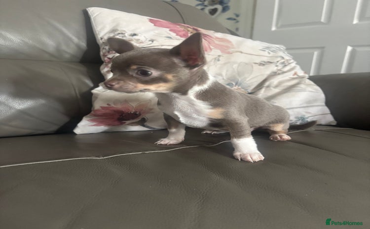 Chihuahua dogs - Advert 3