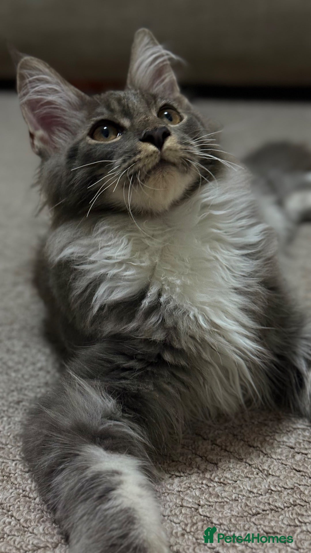 Maine Coon cats XXL Maine Coon kitten - Advert 1