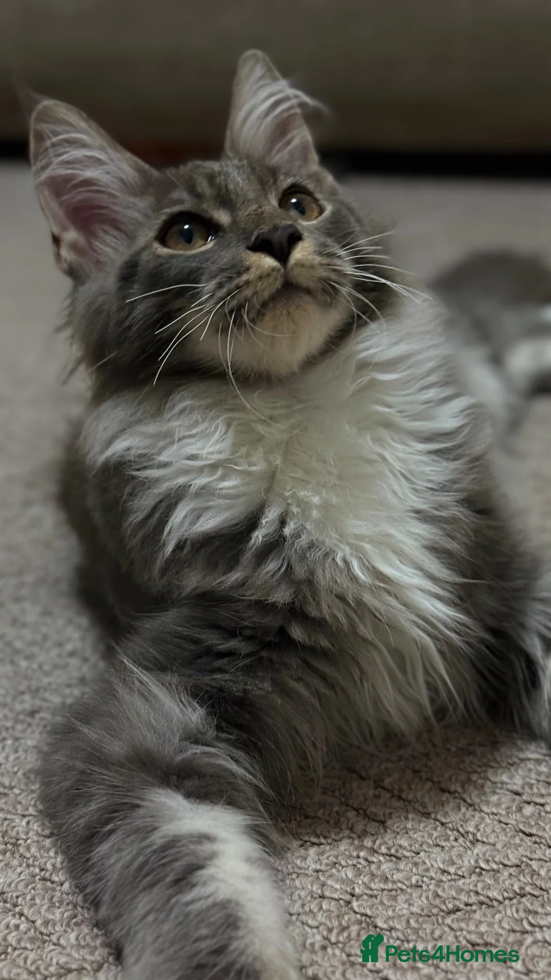 Maine Coon cats for sale: XXL Maine Coon kitten - Advert 1