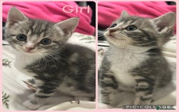 Mixed Breed cats for sale: 4 Gorgeous Kittens For Sale. - Image 3