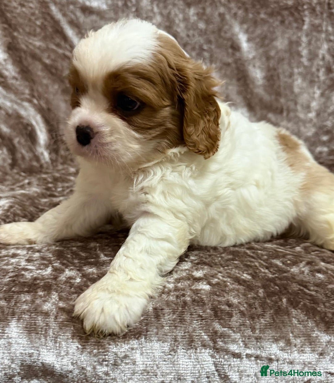 Cavalier King Charles Spaniel dogs for sale: BEAUTIFUL CAVALIER PUPPIES READY TO LEAVE! - Image 5