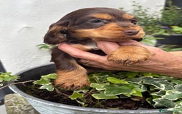 Cocker Spaniel dogs for sale: Show cocker spaniels  - Image 18