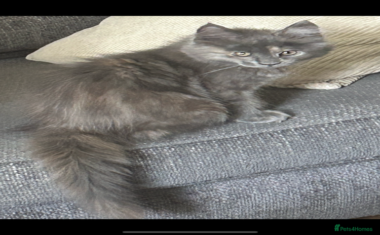 Maine Coon cats - Advert 12