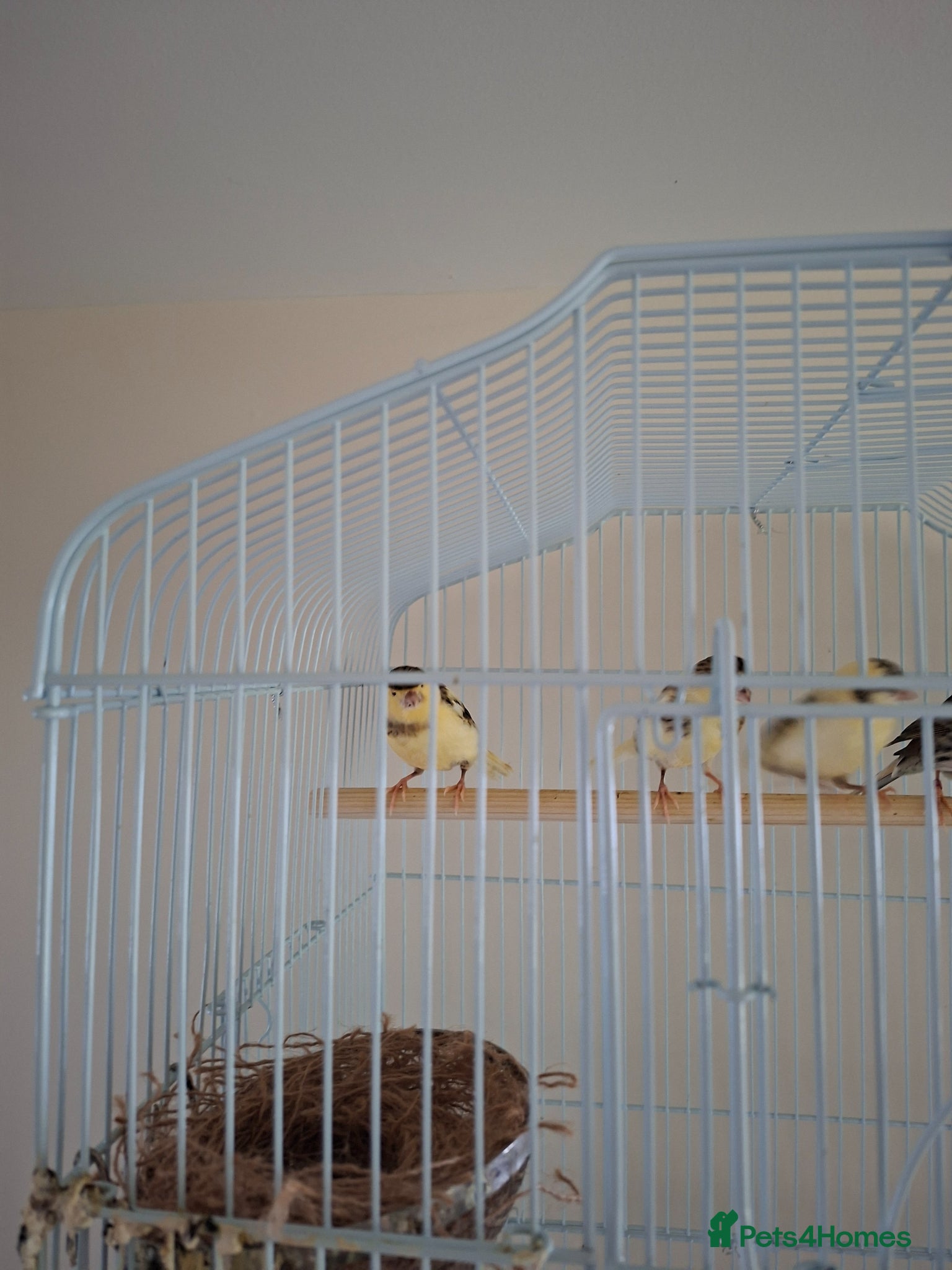 Canaries birds Young Home-Bred Canaries - 3 Months Old - £20 Each - Advert 2