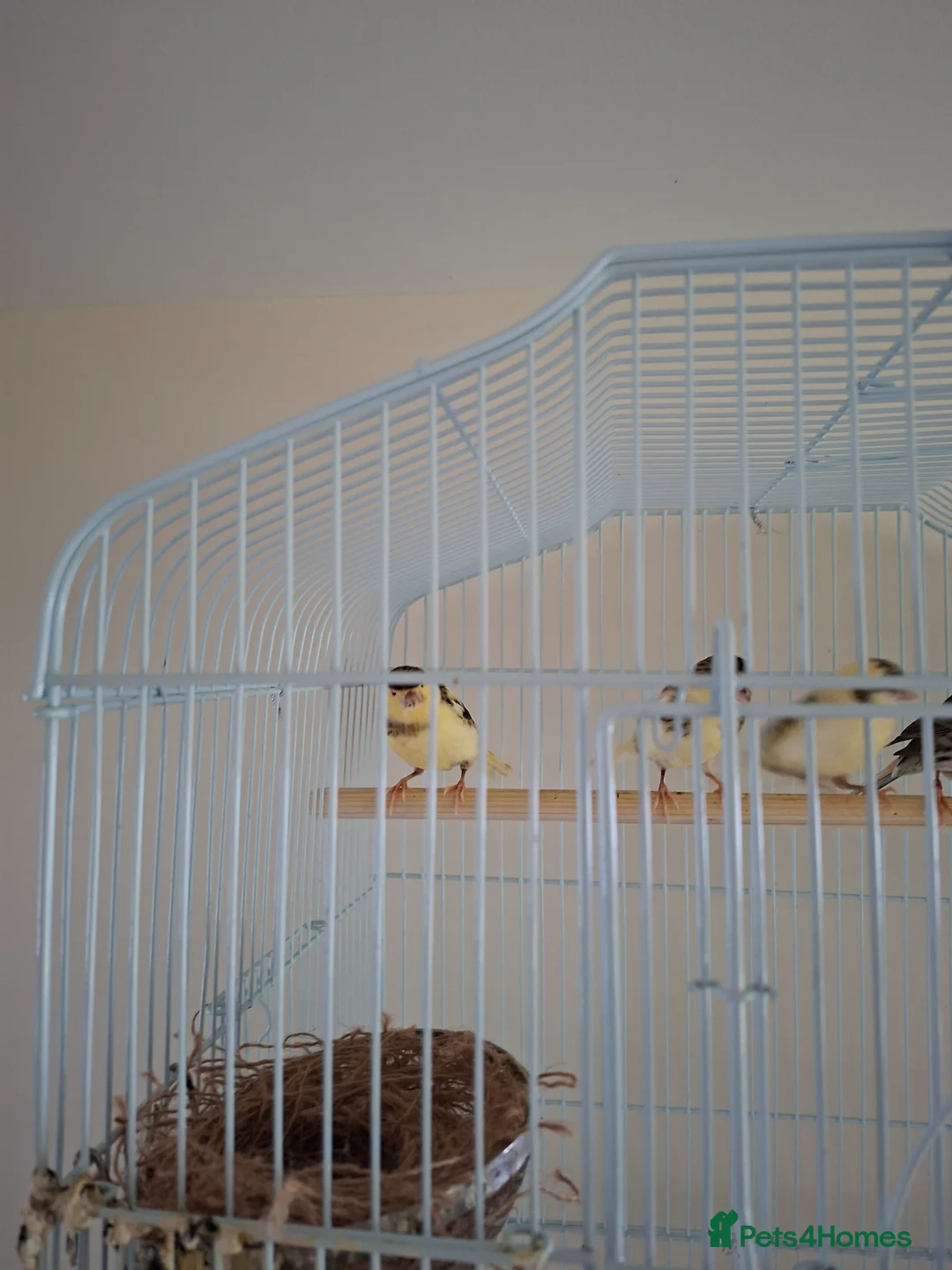 Canaries birds for sale: Young Home-Bred Canaries - 3 Months Old - £20 Each - Advert 1