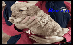 Cockapoo dogs for sale: Meet Rocco – Your Perfect Cockapoo Companion - Advert 4