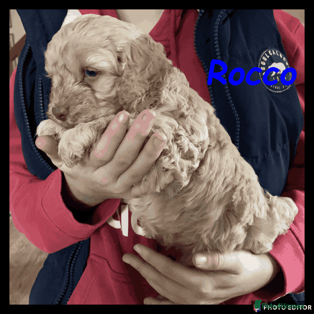 Cockapoo dogs for sale: Meet Rocco – Your Perfect Cockapoo Companion - Advert 4