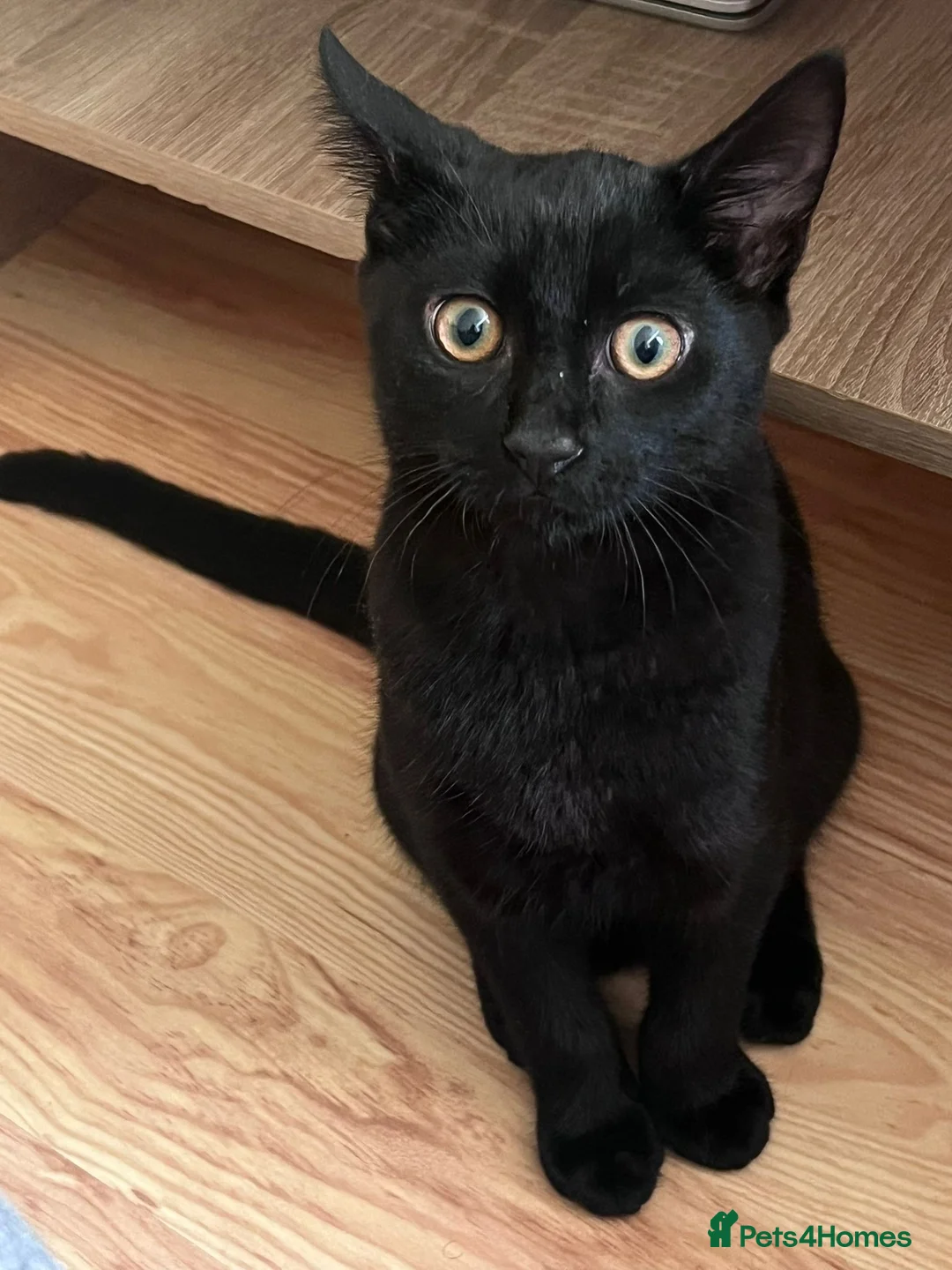 Mixed Breed cats for sale: Affectionate black and bengal mix Kittens - Advert 2