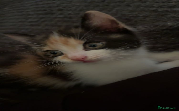 Domestic Shorthair cats - Advert 5