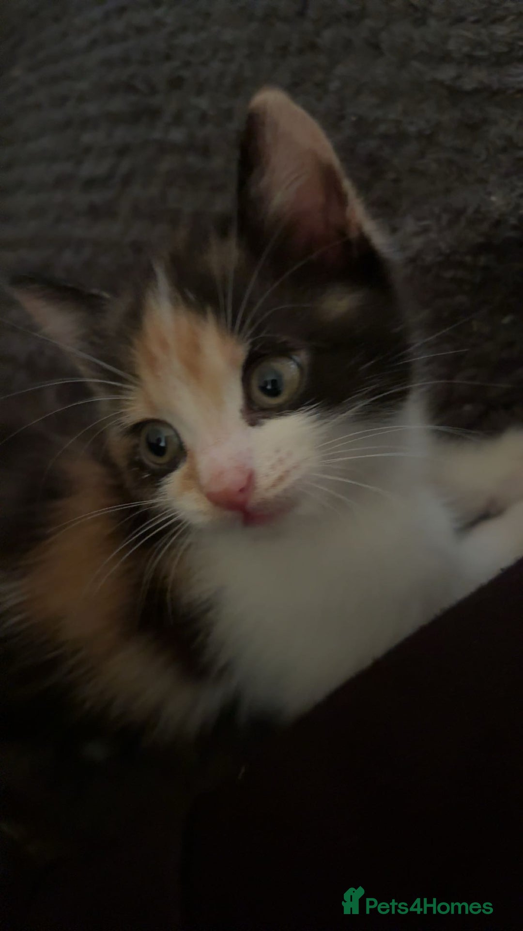 Domestic Shorthair cats for sale: Female calico kitten - Image 1