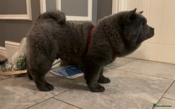 Chow Chow dogs for sale: Smooth coat female (purebred) - Image 5