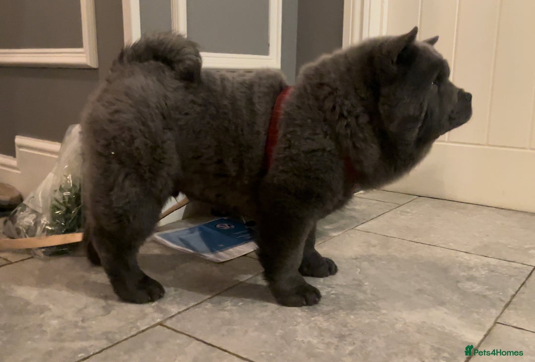 Chow Chow dogs for sale: Smooth coat female (purebred) - Image 5