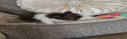 Chihuahua dogs for sale: Xx quality chocolate longcoat chihuahua puppies Xx - Advert 6