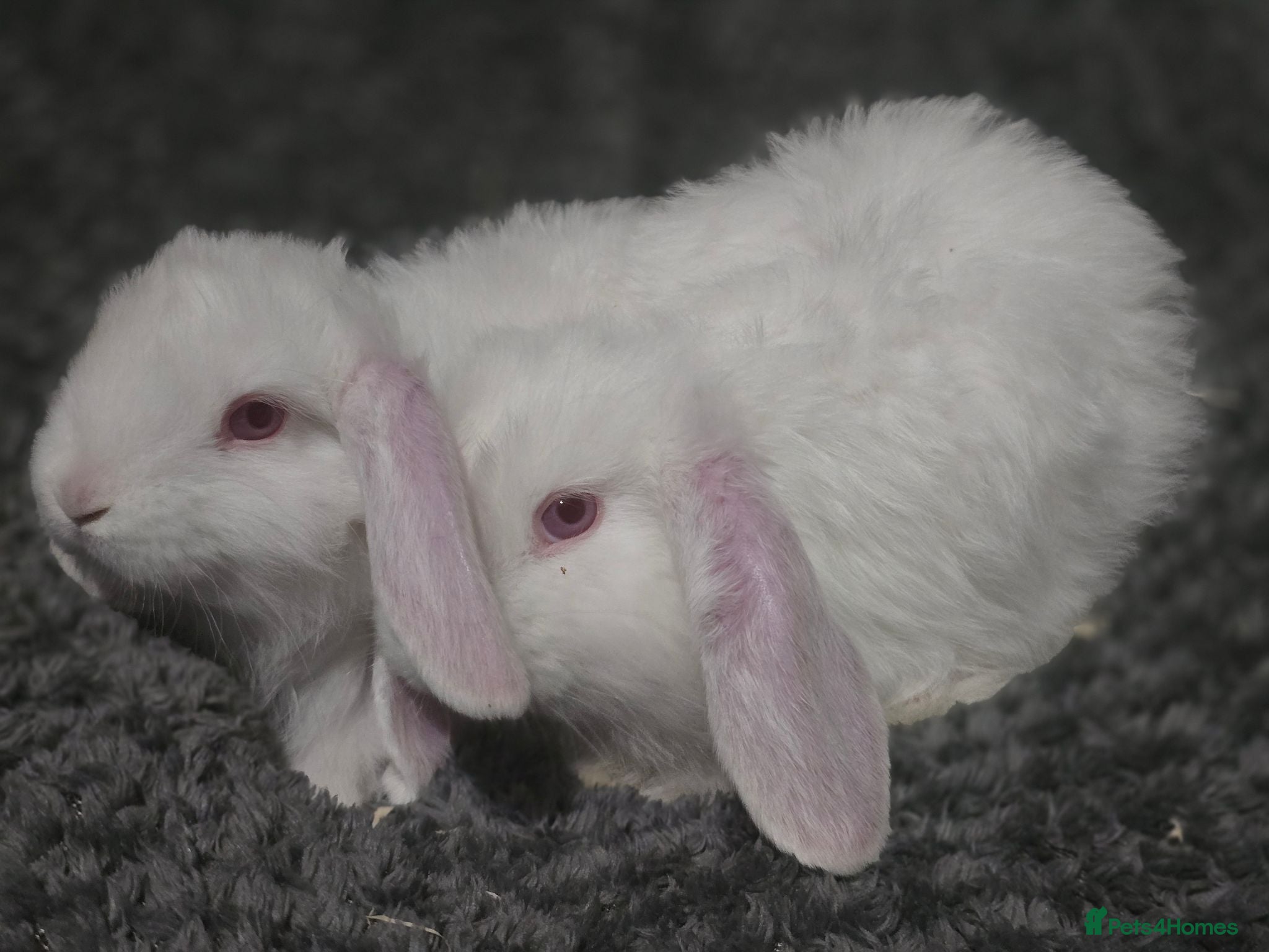French Lop rabbits REDUCED!!! French lop bunnies - Advert 2