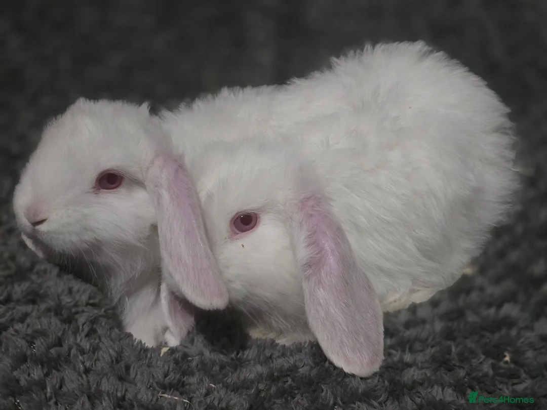 French Lop rabbits for sale: REDUCED!!! French lop bunnies - Advert 2