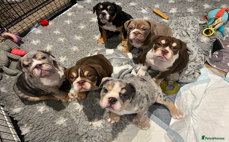 English Bulldog dogs - Advert 4
