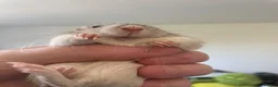 Gerbil rodents for sale: 3 beautiful female gerbils  in Reading - Advert 7