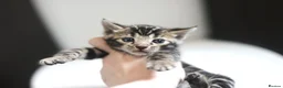 Bengal cats for sale: Magnificent Bloodline Bengals  - Advert 14