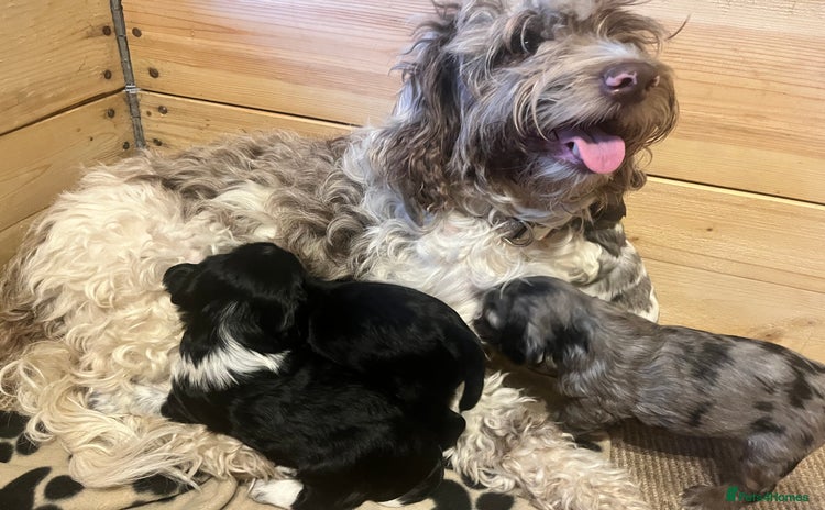 Mixed Breed dogs - Advert 13