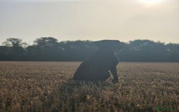 Labrador Retriever dogs for sale: Rehome lovely peach - Image 3