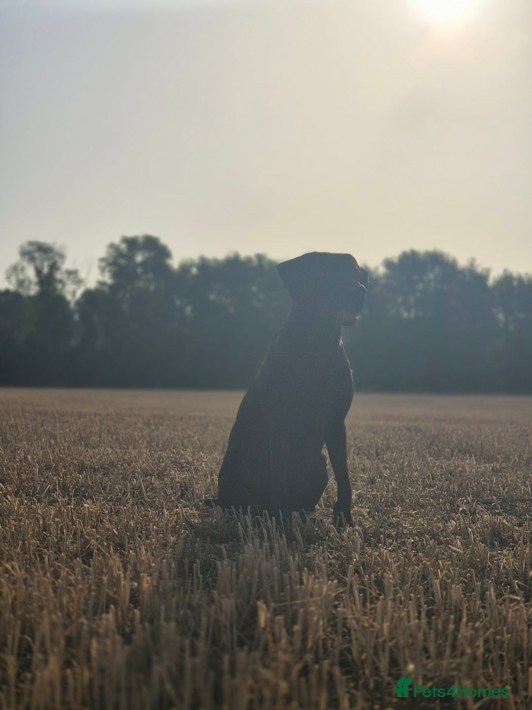 Labrador Retriever dogs for sale: Rehome lovely peach - Image 3