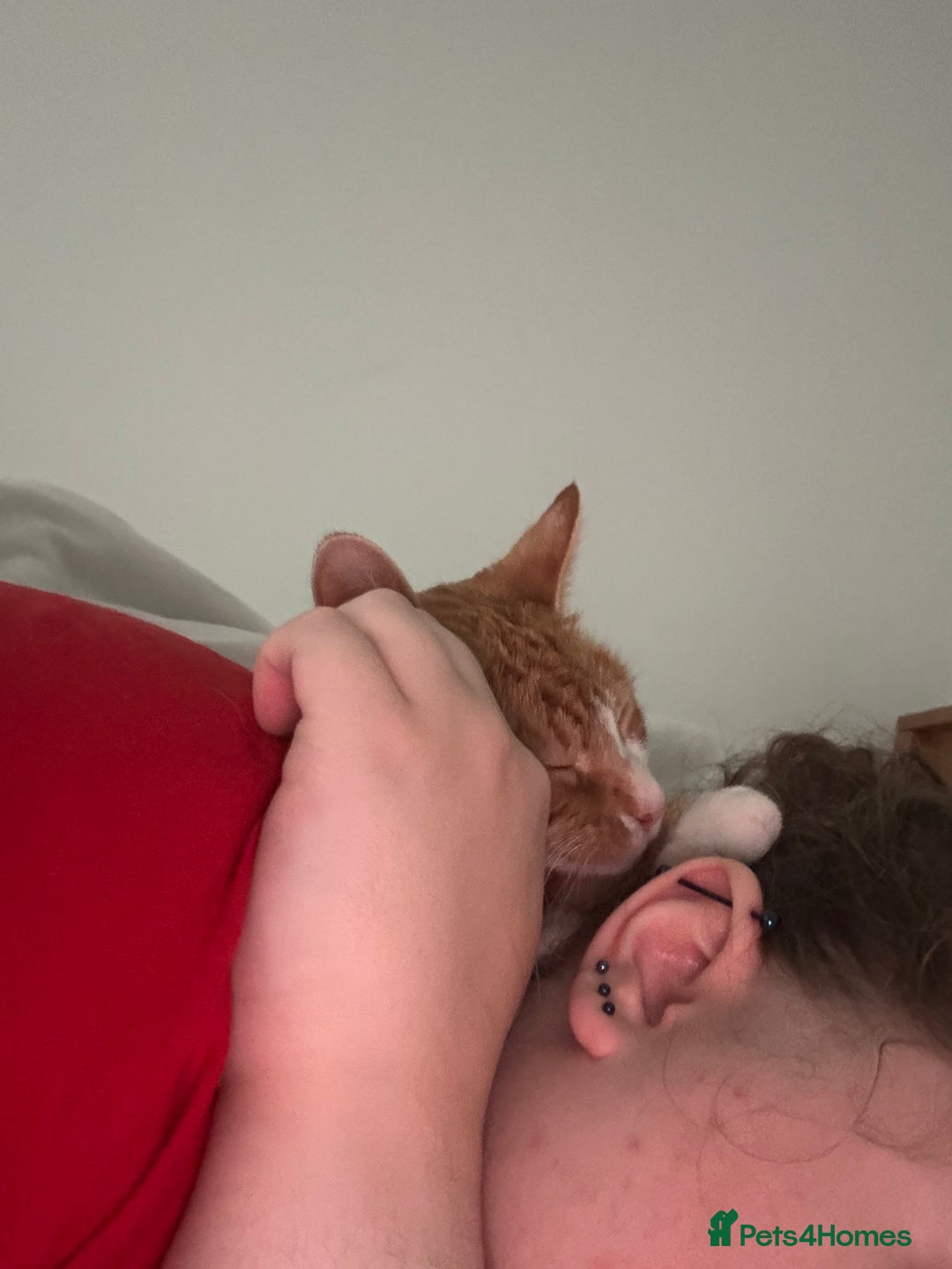 Mixed Breed cats for sale: Marla ginger cat  - Advert 16